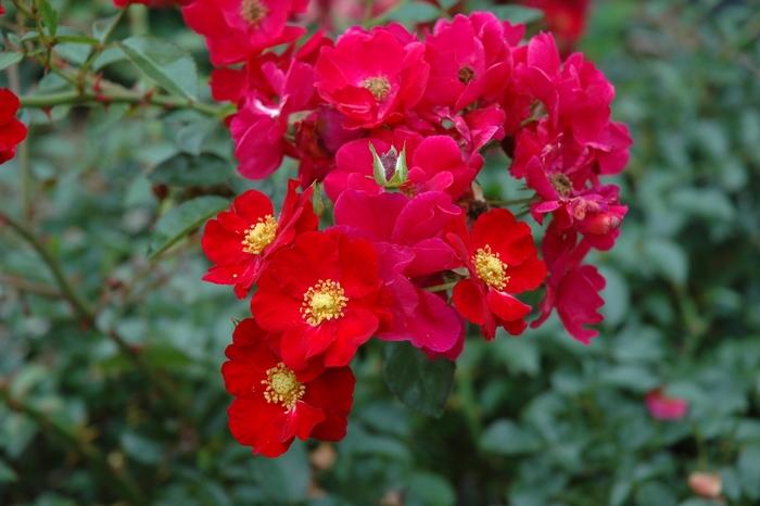 Rosa Landscape Flower Carpet Red - View 12 from www redcrocus com