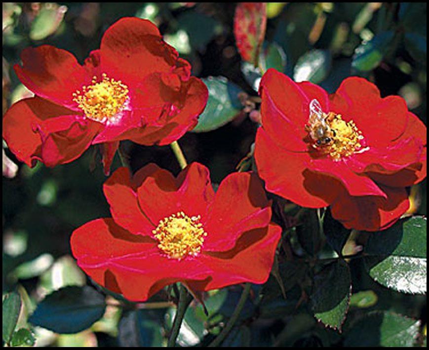 Rosa Landscape Flower Carpet Red - View 13 from www redcrocus com