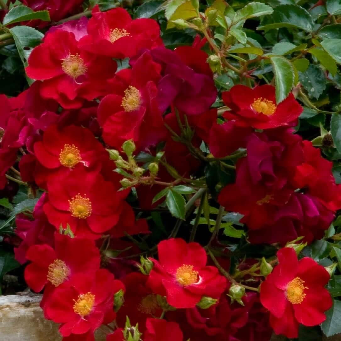 Rosa Landscape Flower Carpet Red - View 14 from www redcrocus com