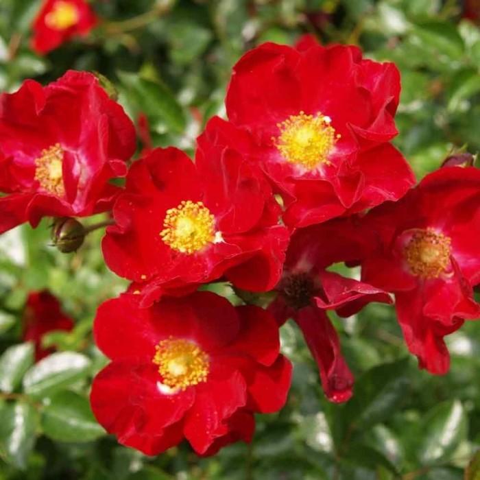 Rosa Landscape Flower Carpet Red - View 15 from www redcrocus com