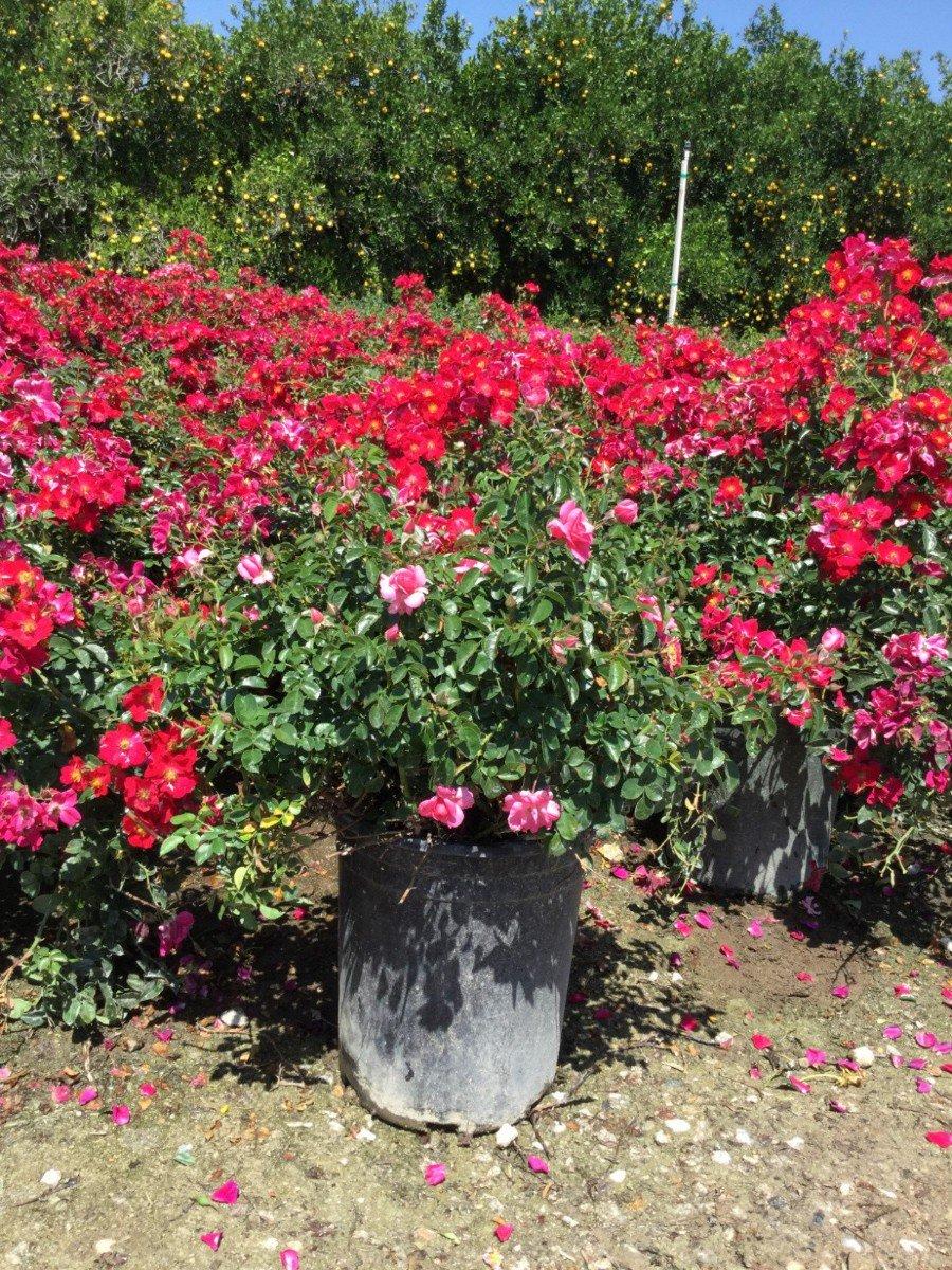 Rosa Landscape Flower Carpet Red - View 16 from www redcrocus com