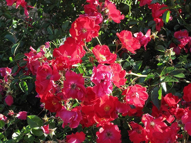 Rosa Landscape Flower Carpet Red - View 17 from www redcrocus com