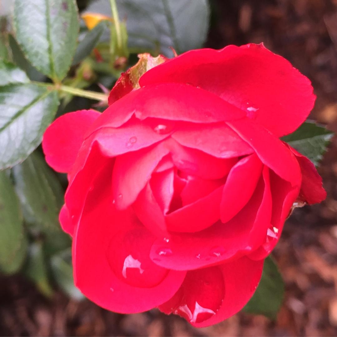 Rosa Landscape Flower Carpet Red - View 18 from www redcrocus com