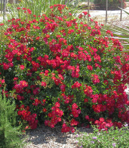 Rosa Landscape Flower Carpet Red - View 1 from www redcrocus com