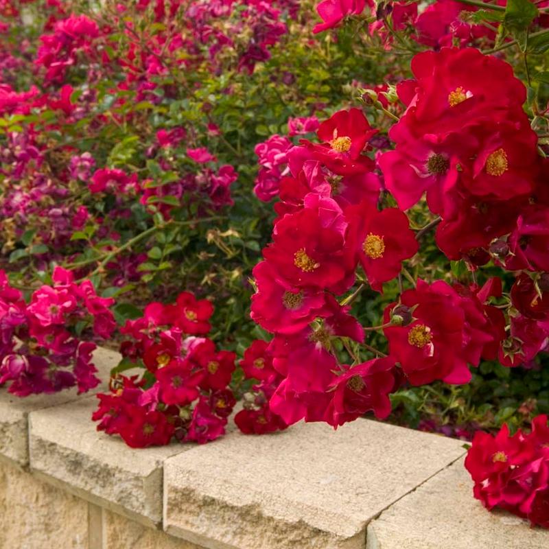 Rosa Landscape Flower Carpet Red - View 2 from www redcrocus com
