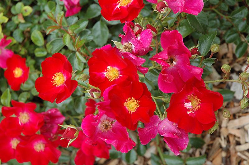 Rosa Landscape Flower Carpet Red - View 3 from www redcrocus com