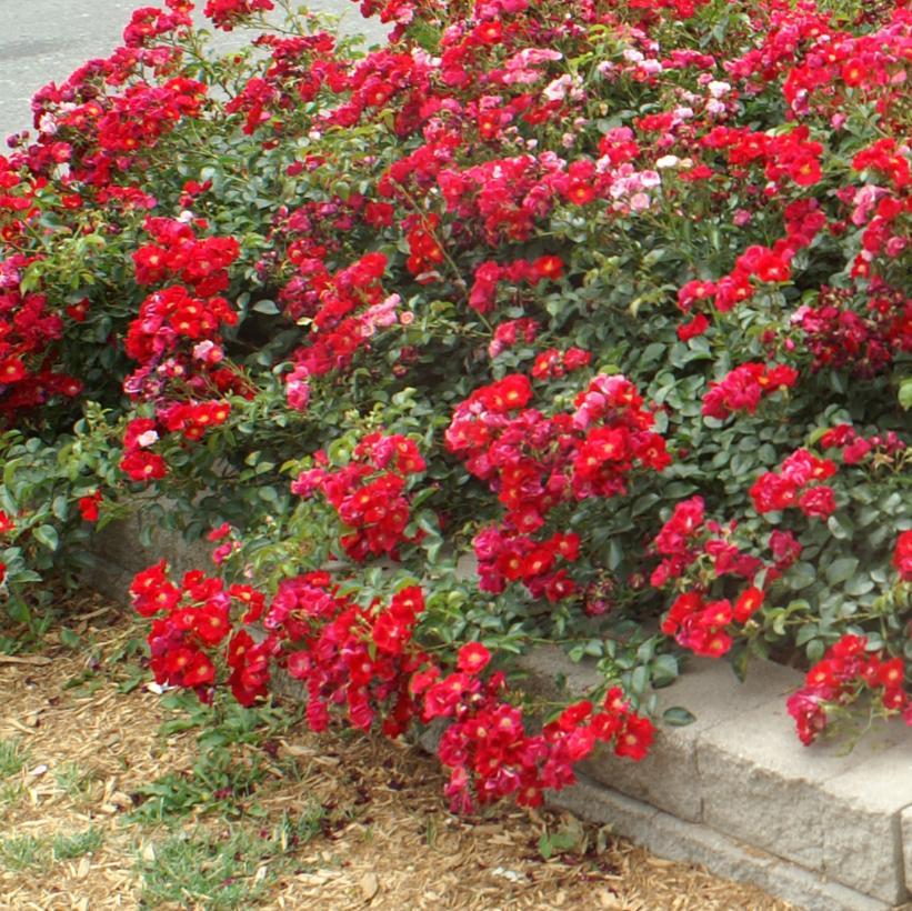 Rosa Landscape Flower Carpet Red - View 4 from www redcrocus com