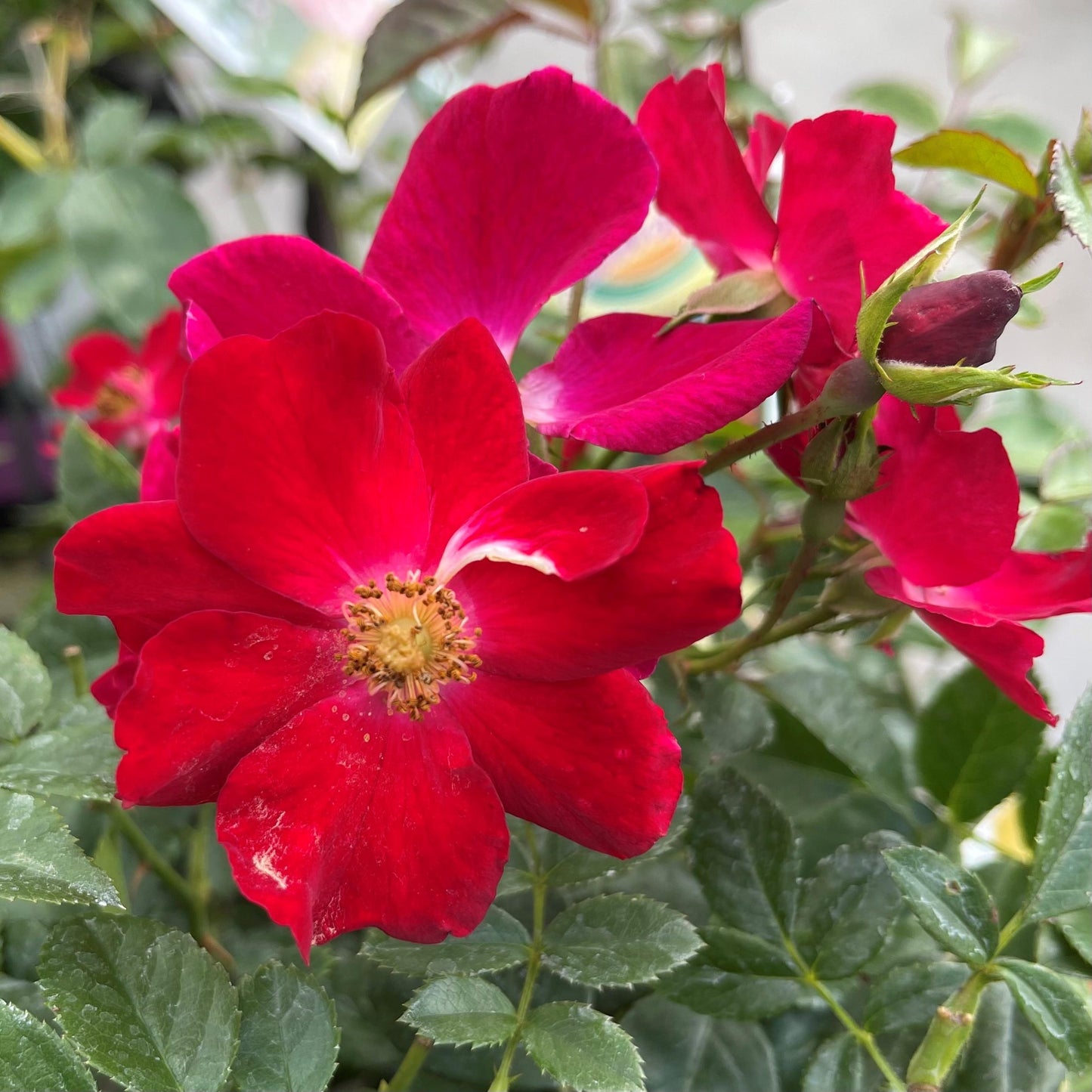 Rosa Landscape Flower Carpet Red - View 5 from www redcrocus com