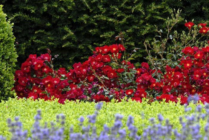 Rosa Landscape Flower Carpet Red - View 6 from www redcrocus com