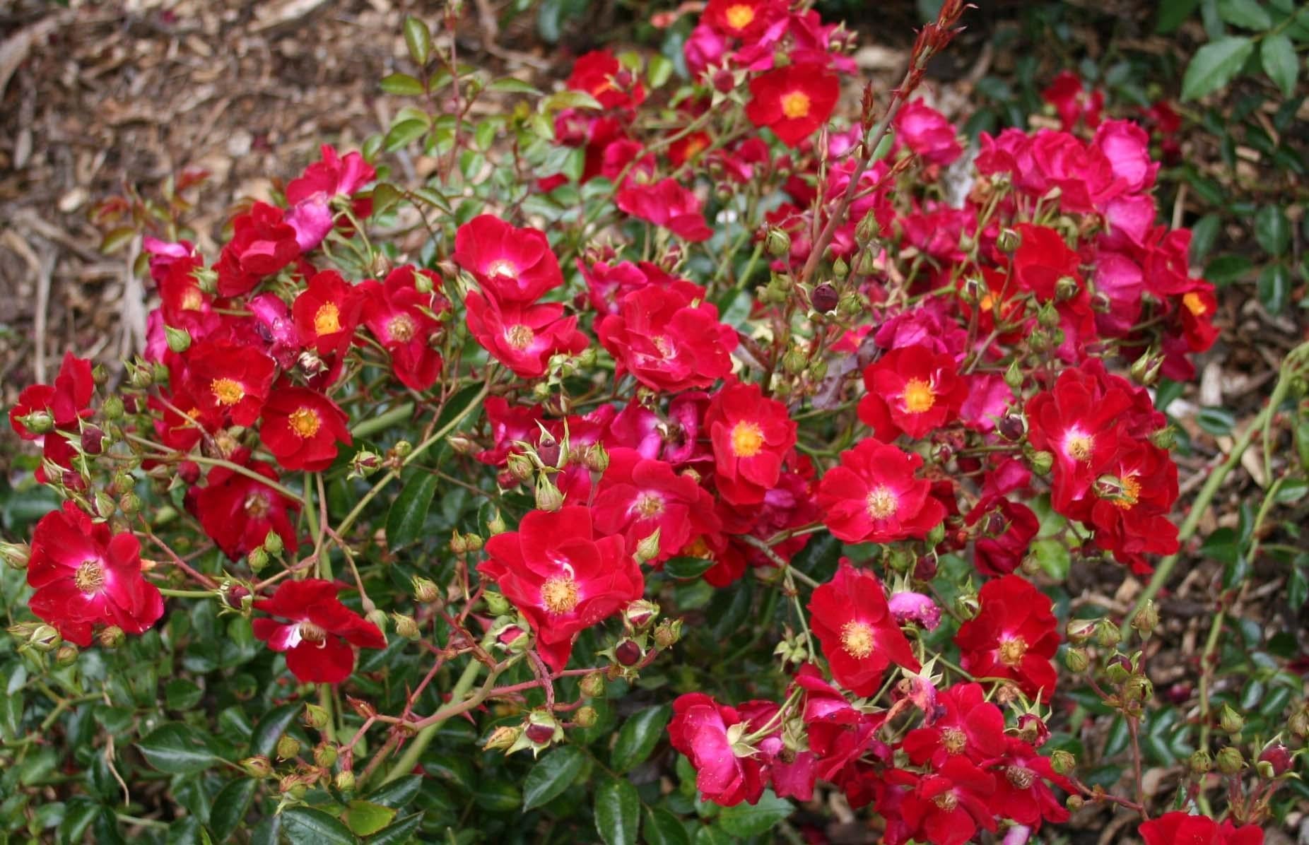 Rosa Landscape Flower Carpet Red - View 8 from www redcrocus com