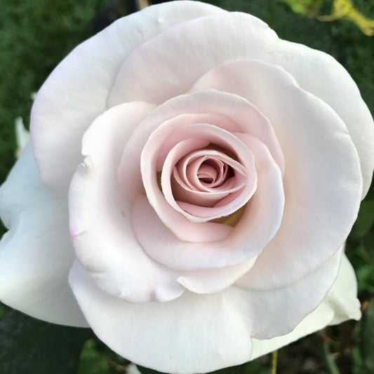 Rosa Hybrid Tea World War Ii Memorial - View 10 from www redcrocus com