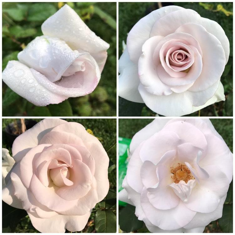 Rosa Hybrid Tea World War Ii Memorial - View 11 from www redcrocus com