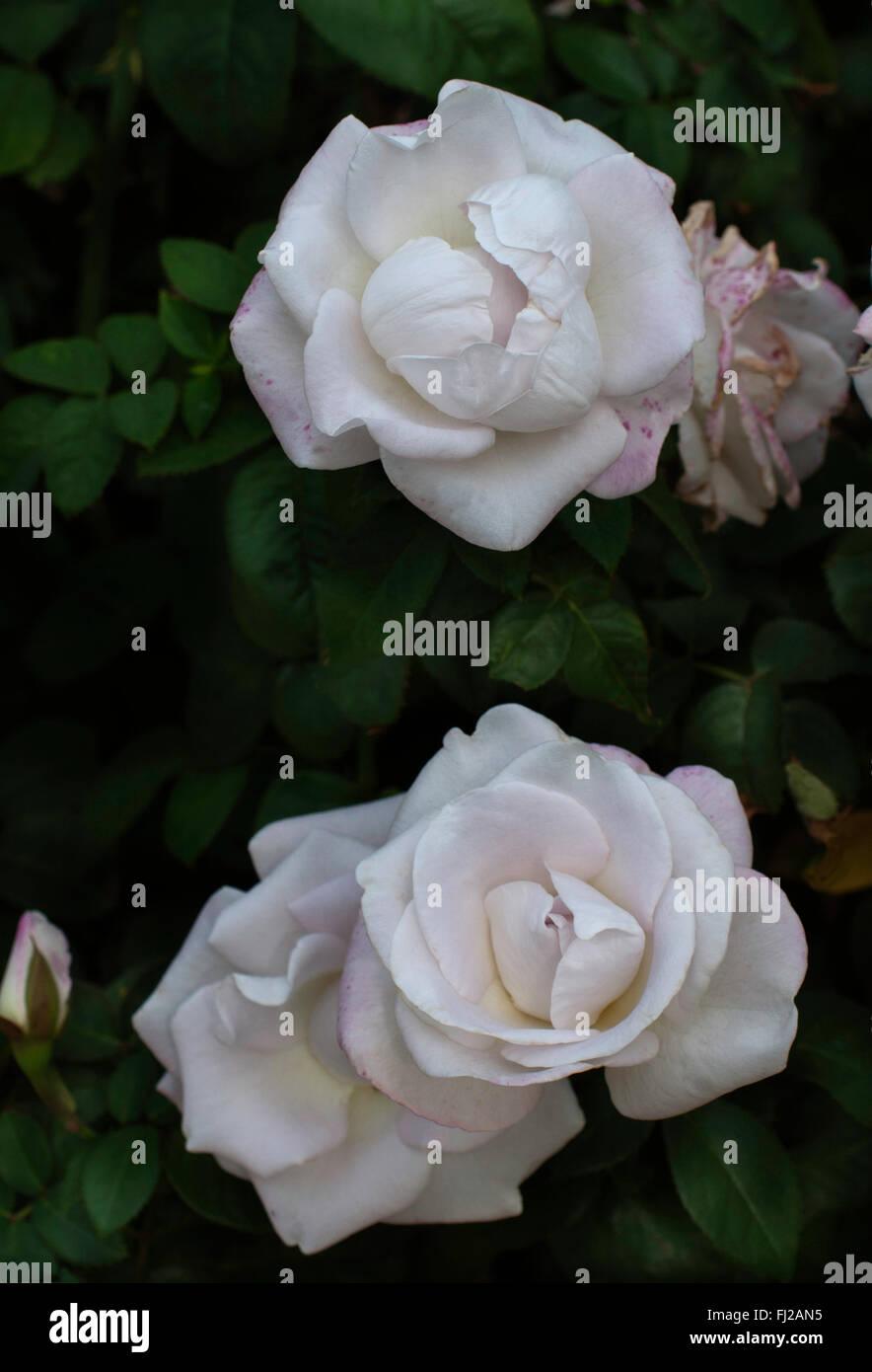 Rosa Hybrid Tea World War Ii Memorial - View 1 from www redcrocus com
