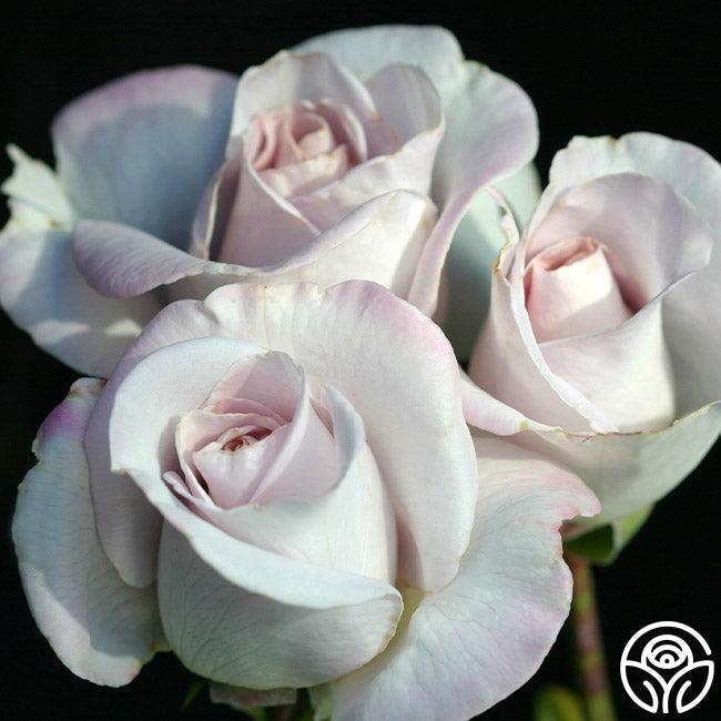 Rosa Hybrid Tea World War Ii Memorial - View 5 from www redcrocus com