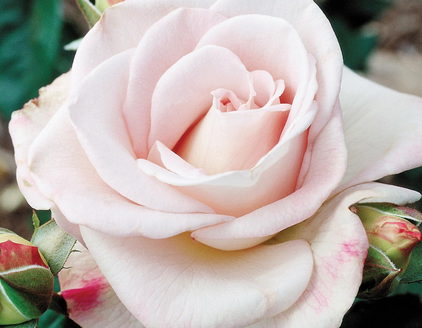 Rosa Hybrid Tea World War Ii Memorial - View 6 from www redcrocus com