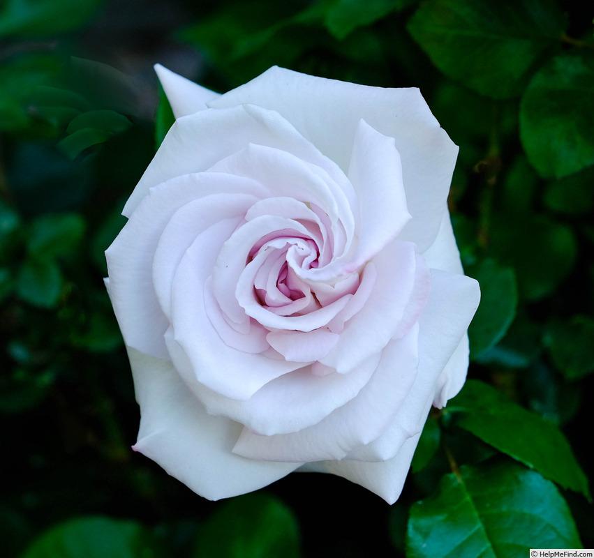 Rosa Hybrid Tea World War Ii Memorial - View 7 from www redcrocus com