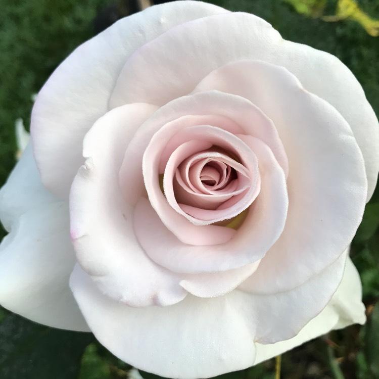 Rosa Hybrid Tea World War Ii Memorial - View 9 from www redcrocus com