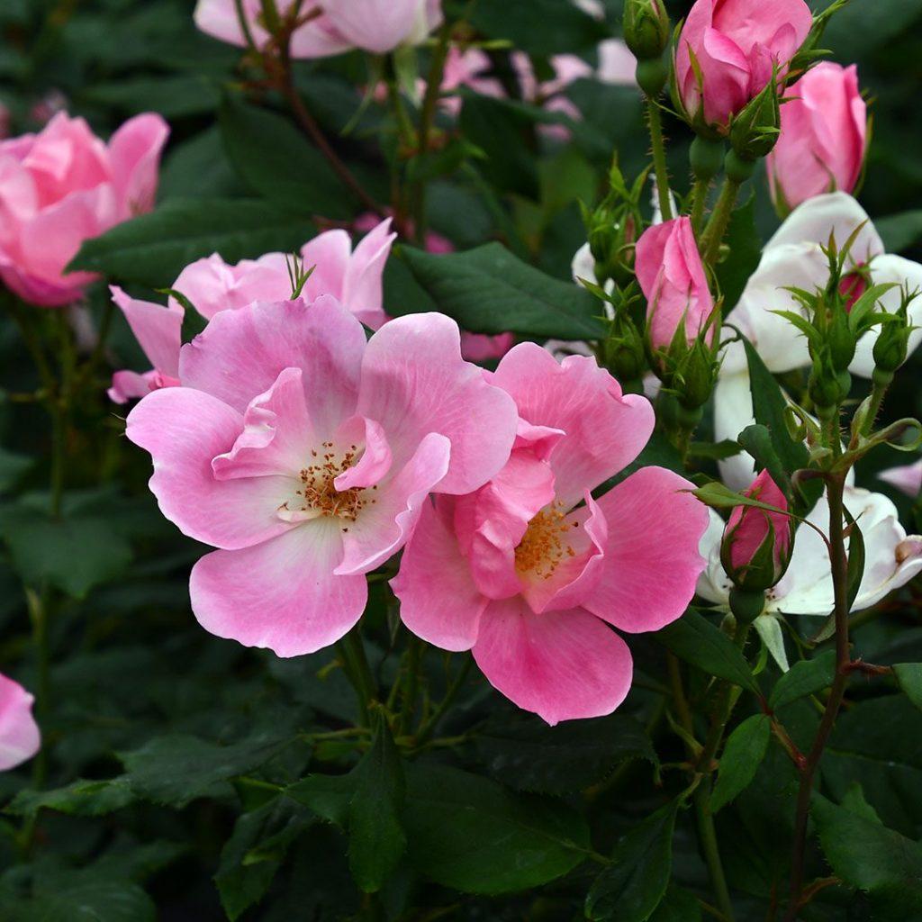 Rosa Landscape Blushing Knock Out - View 10 from www redcrocus com
