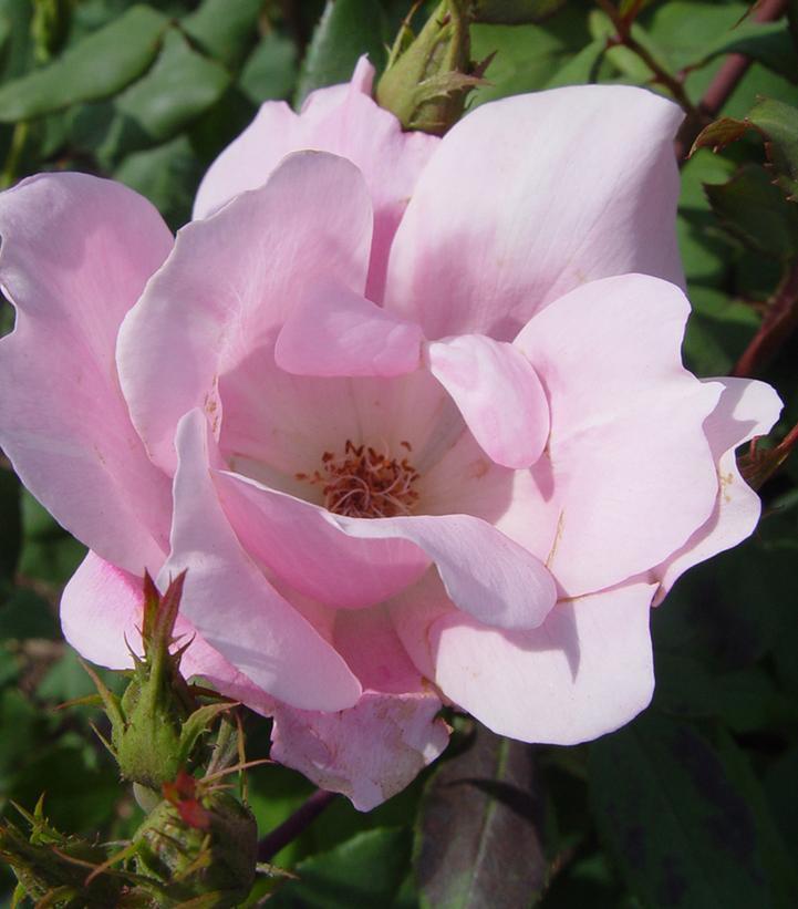 Rosa Landscape Blushing Knock Out - View 11 from www redcrocus com
