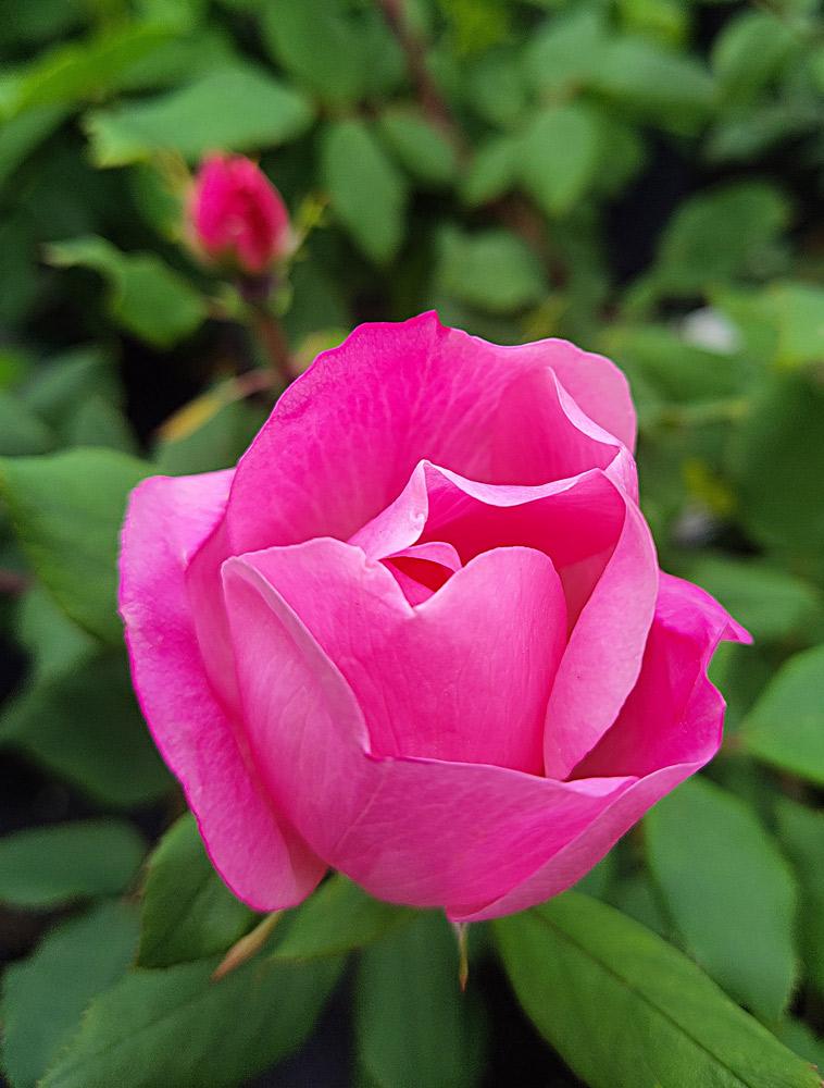 Rosa Landscape Blushing Knock Out - View 12 from www redcrocus com