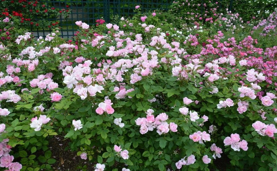 Rosa Landscape Blushing Knock Out - View 13 from www redcrocus com