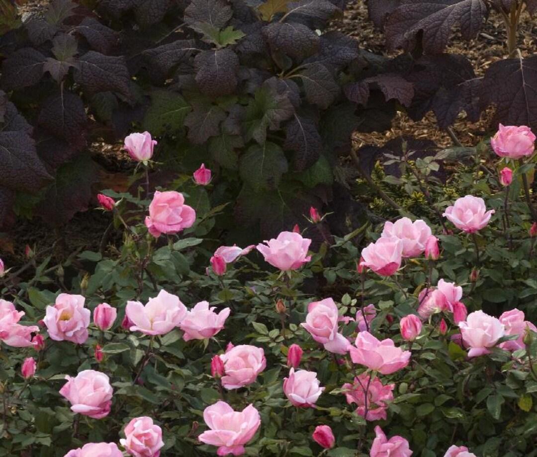 Rosa Landscape Blushing Knock Out - View 14 from www redcrocus com