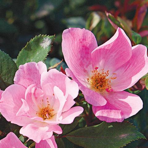 Rosa Landscape Blushing Knock Out - View 15 from www redcrocus com