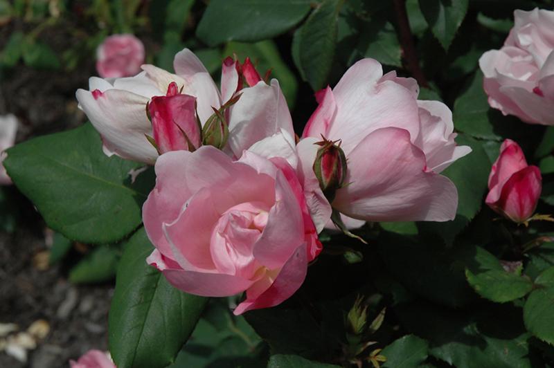 Rosa Landscape Blushing Knock Out - View 16 from www redcrocus com