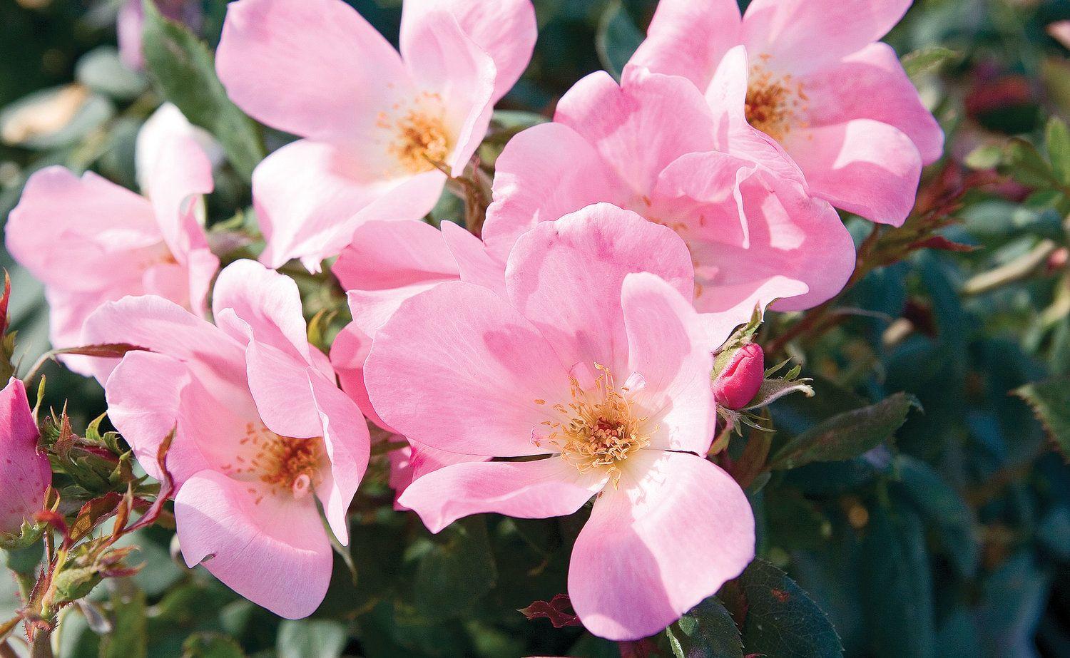 Rosa Landscape Blushing Knock Out - View 2 from www redcrocus com