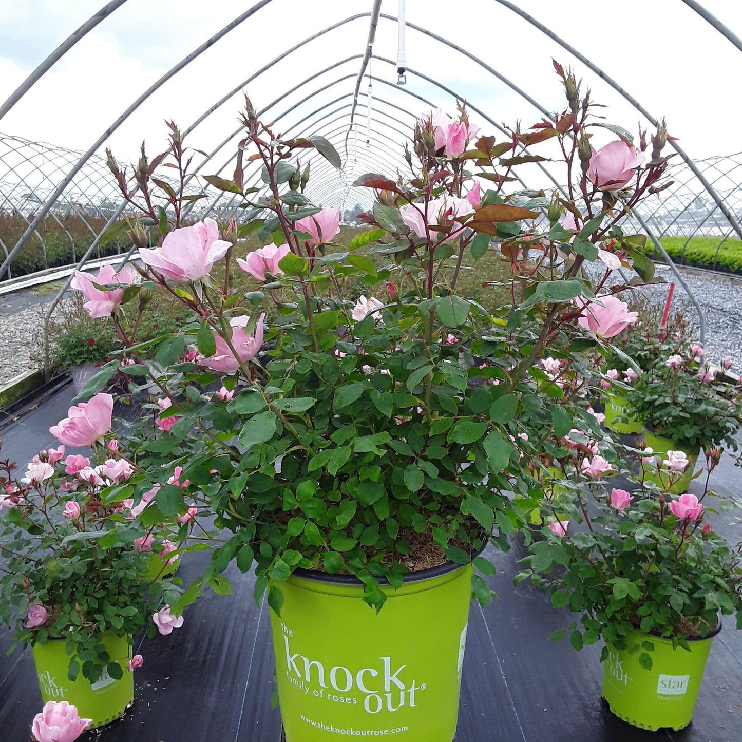 Rosa Landscape Blushing Knock Out - View 3 from www redcrocus com