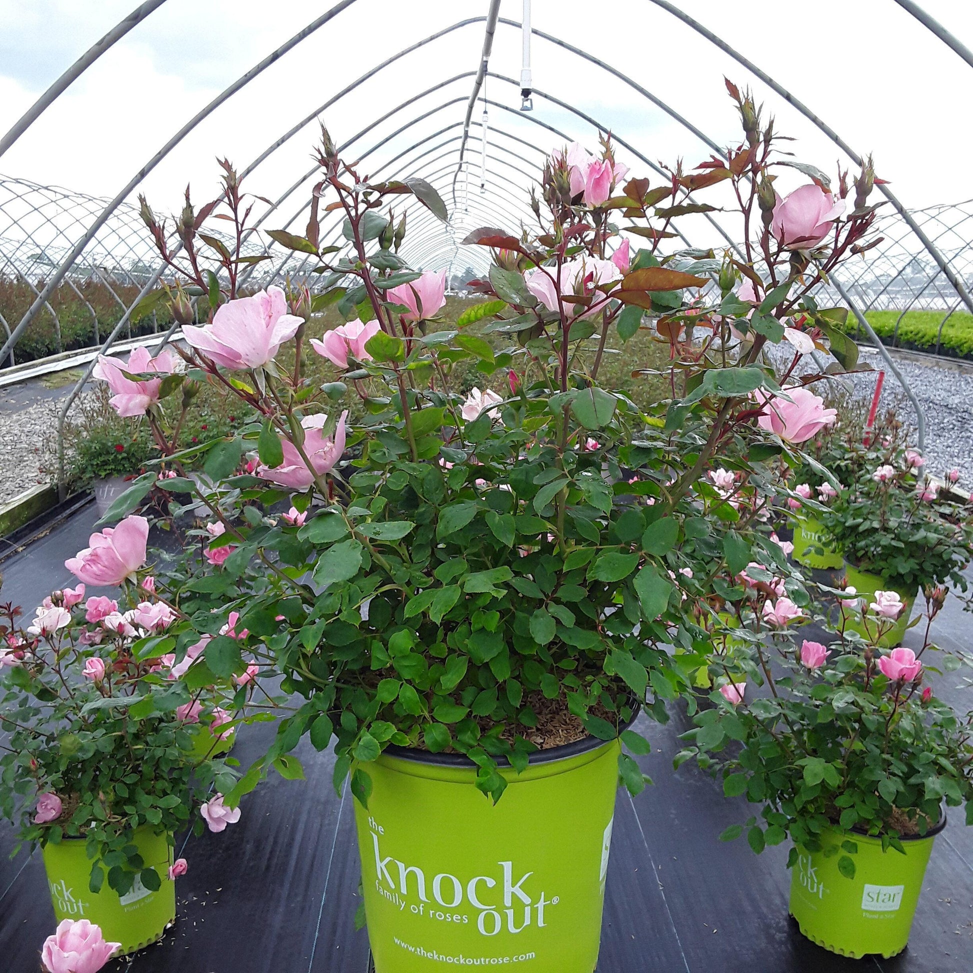 Rosa Landscape Blushing Knock Out - View 3 from www redcrocus com