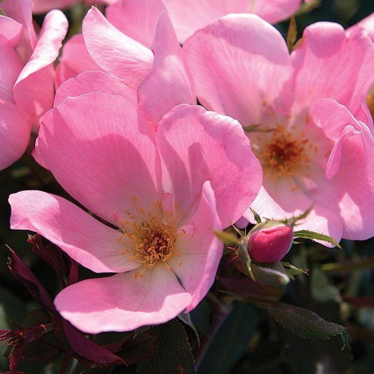 Rosa Landscape Blushing Knock Out - View 4 from www redcrocus com