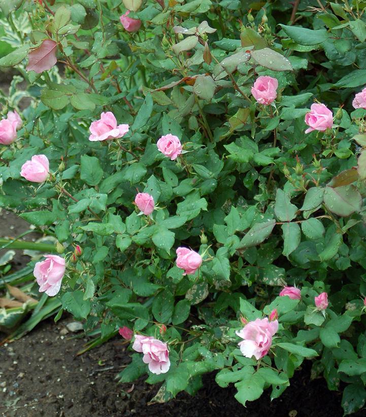 Rosa Landscape Blushing Knock Out - View 5 from www redcrocus com