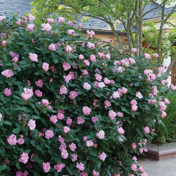 Rosa Landscape Blushing Knock Out - View 6 from www redcrocus com