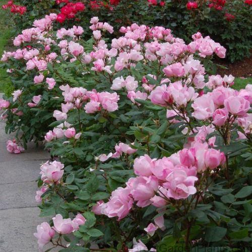 Rosa Landscape Blushing Knock Out - View 7 from www redcrocus com