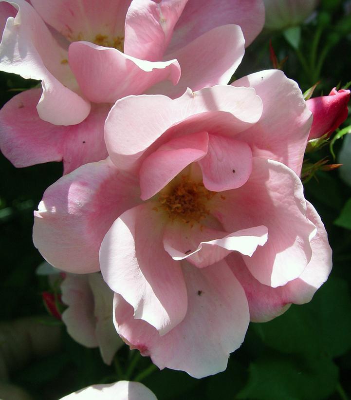 Rosa Landscape Blushing Knock Out - View 8 from www redcrocus com