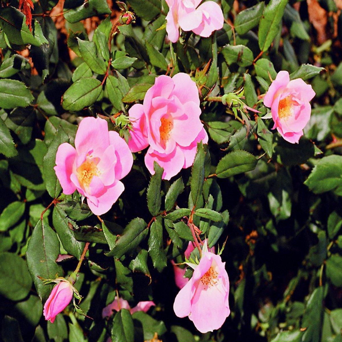 Rosa Landscape Blushing Knock Out - View 9 from www redcrocus com