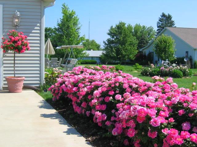 Rosa, Landscape 'carefree Wonder' - View 10 from www redcrocus com