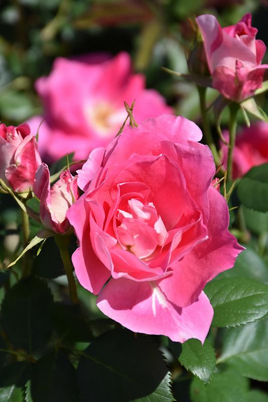 Rosa, Landscape 'carefree Wonder' - View 15 from www redcrocus com