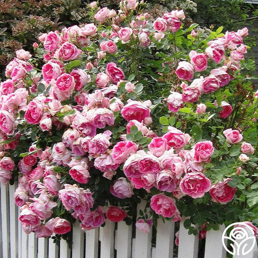 Rosa, Landscape 'carefree Wonder' - View 1 from www redcrocus com