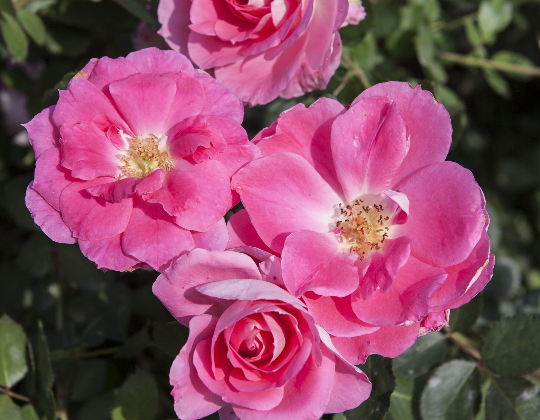 Rosa, Landscape 'carefree Wonder' - View 6 from www redcrocus com