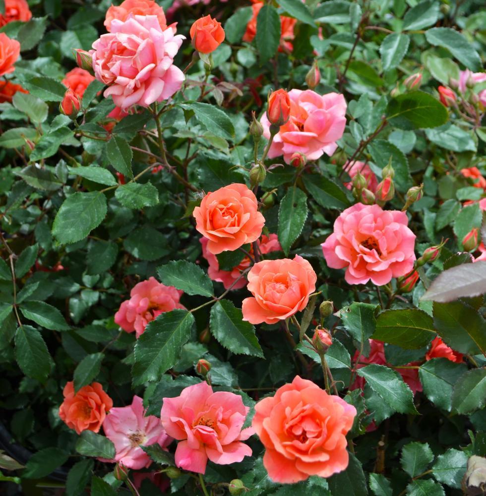 Rosa, Landscape 'carefree Wonder' - View 7 from www redcrocus com