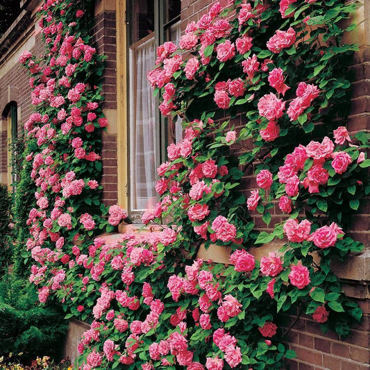 Rosa Climbing Zephirine Drouhin - View 1 from www redcrocus com