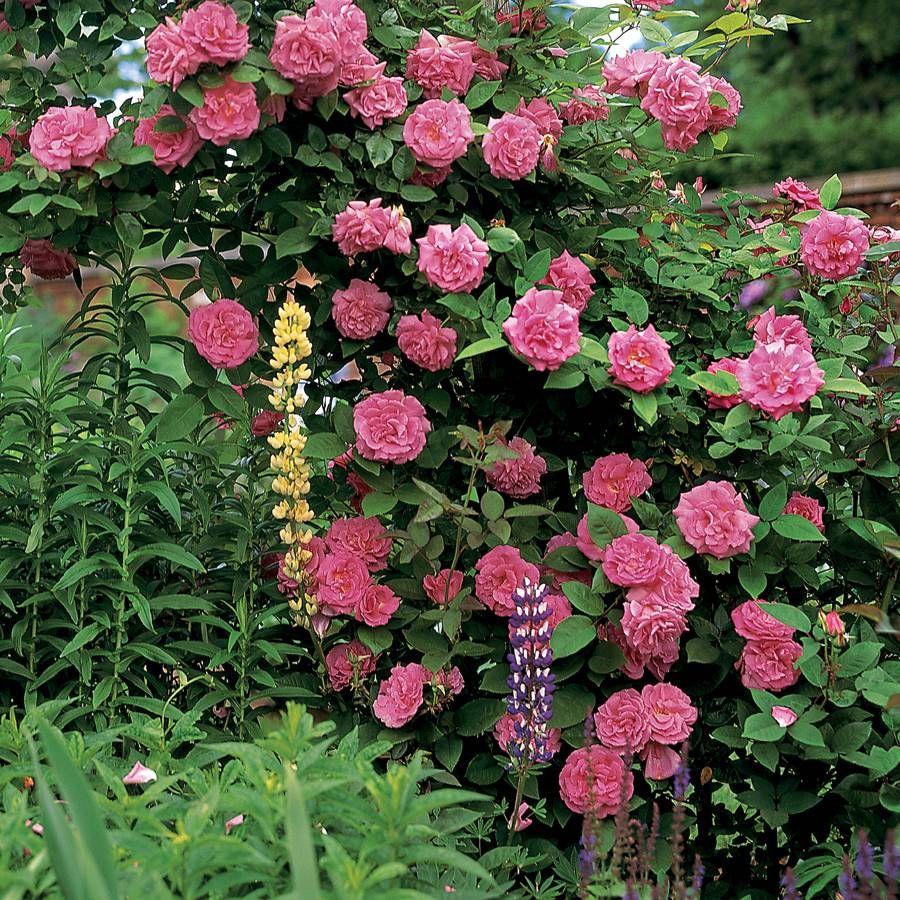 Rosa Climbing Zephirine Drouhin - View 3 from www redcrocus com