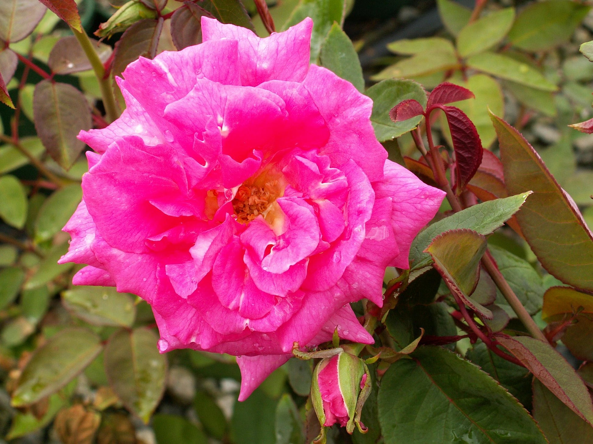 Rosa Climbing Zephirine Drouhin - View 5 from www redcrocus com