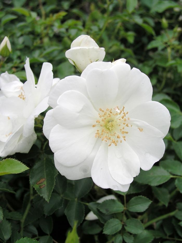 Rosa Landscape Flower Carpet White - View 10 from www redcrocus com