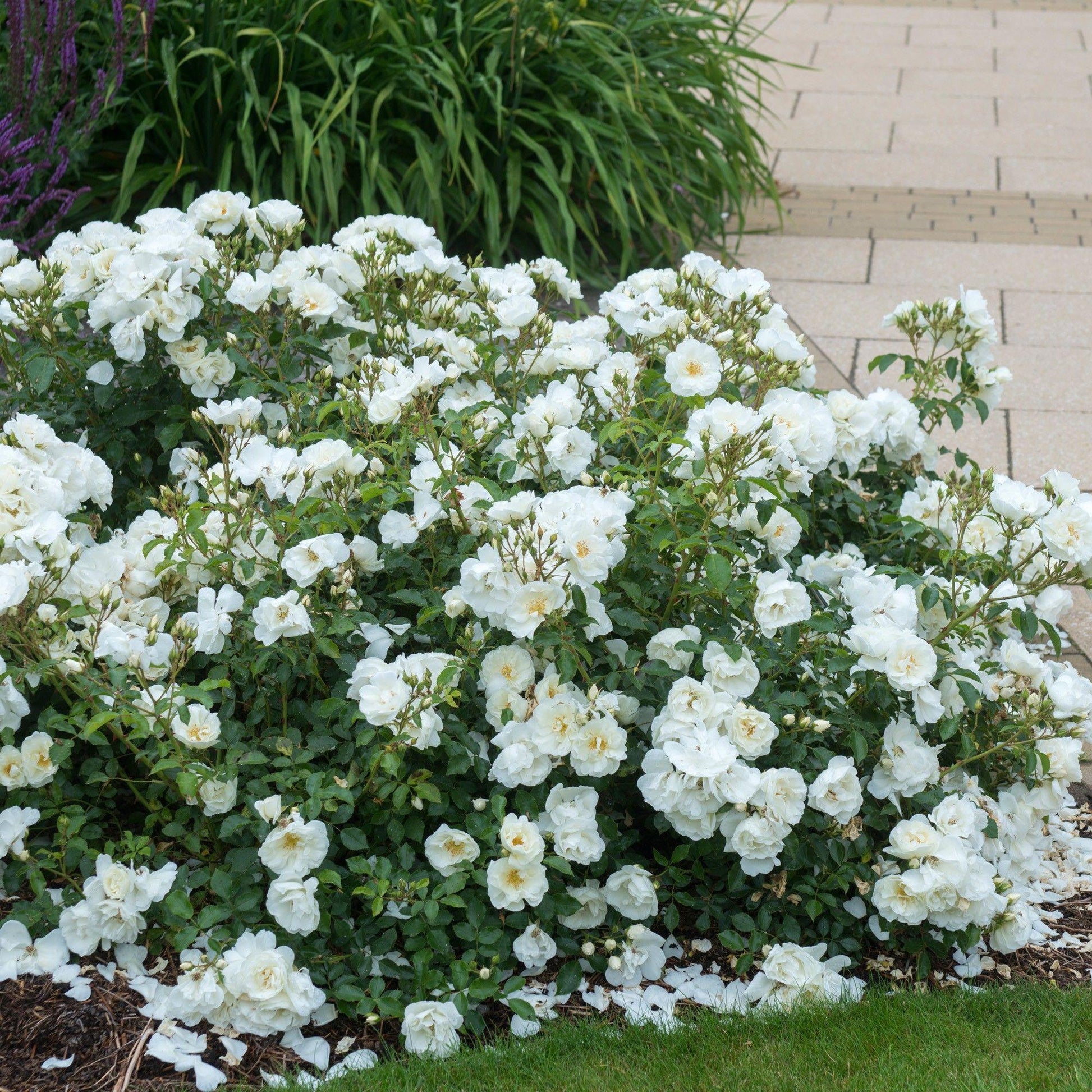 Rosa Landscape Flower Carpet White - View 11 from www redcrocus com