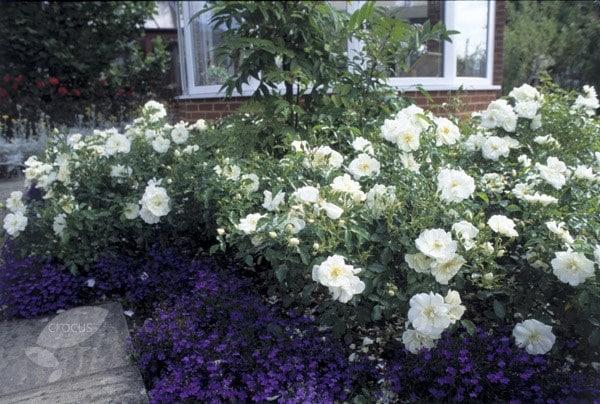 Rosa Landscape Flower Carpet White - View 13 from www redcrocus com