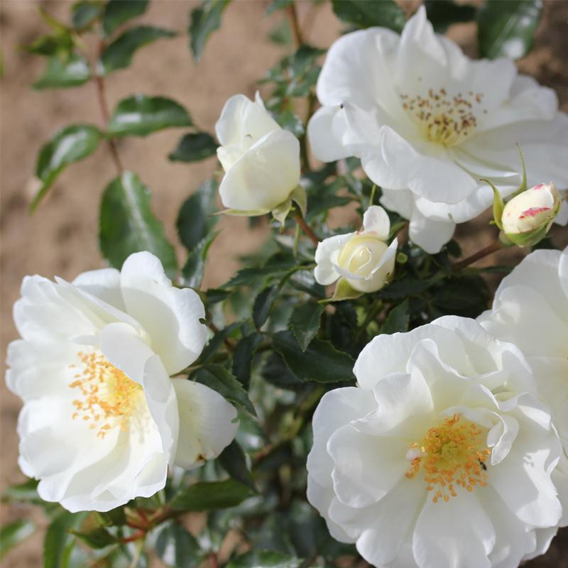 Rosa Landscape Flower Carpet White - View 14 from www redcrocus com