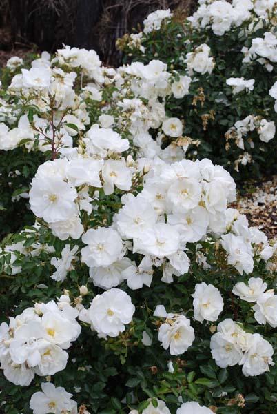 Rosa Landscape Flower Carpet White - View 15 from www redcrocus com